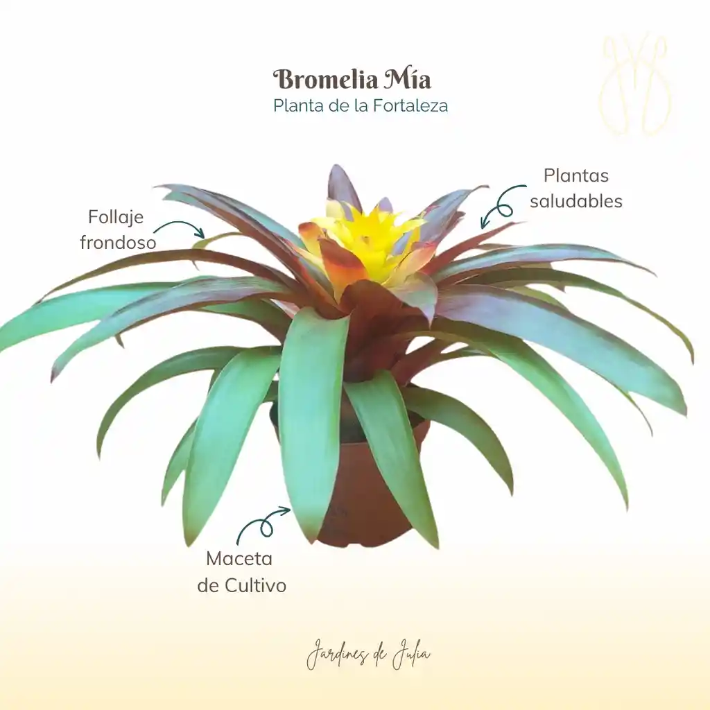 Bromelia Guzmania Mia En Maceta De Cultivo