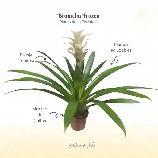 Bromelia Guzmania Froozen En Maceta De Cultivo