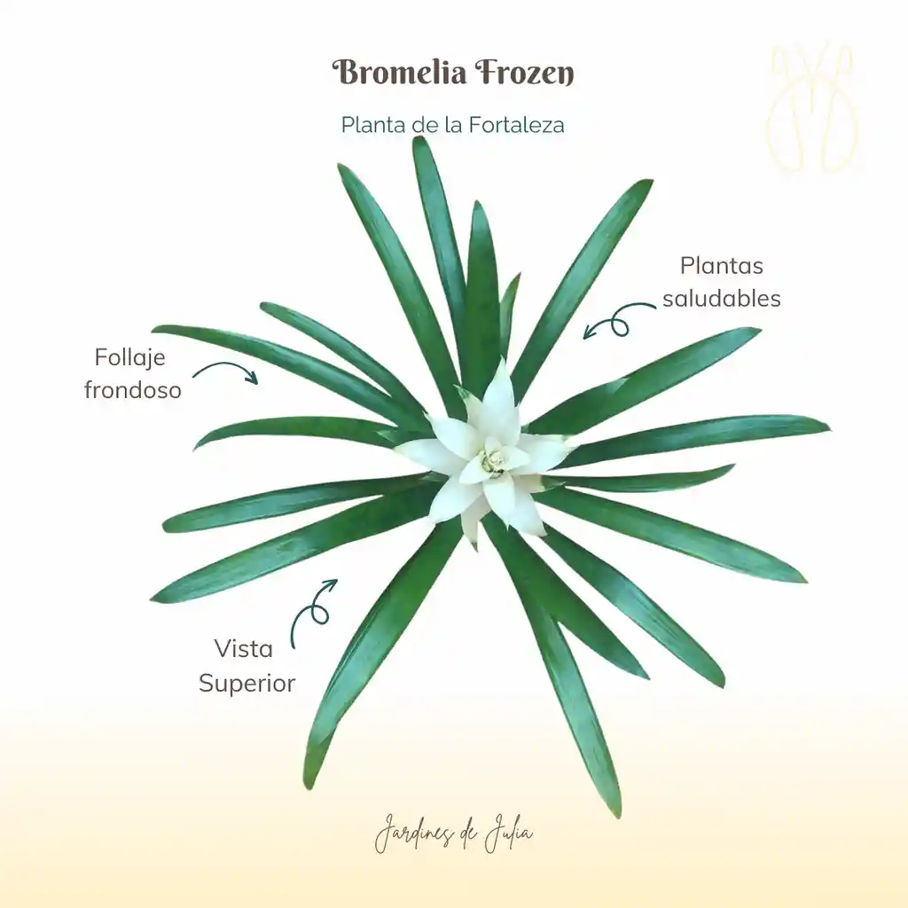 Bromelia Guzmania Froozen En Maceta De Cultivo