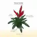 Bromelia Vriesia Twinkle En Maceta De Cultivo
