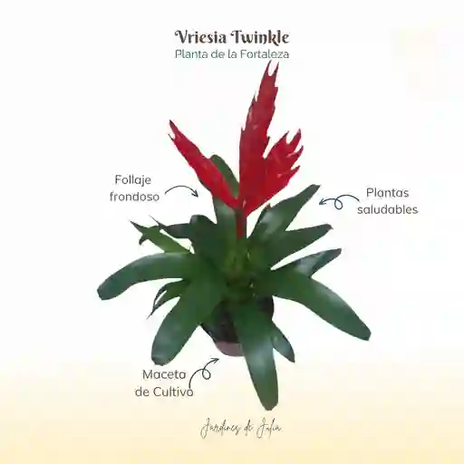 Bromelia Vriesia Twinkle En Maceta De Cultivo