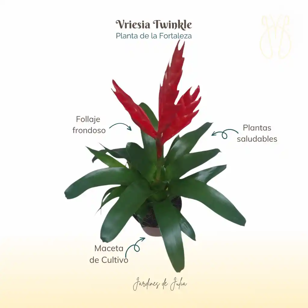 Bromelia Vriesia Twinkle En Maceta De Cultivo