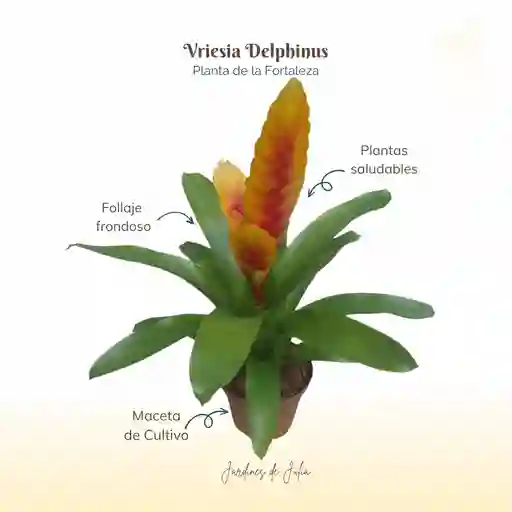 Bromelia Vriesia Delphinus En Maceta De Cultivo