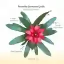 Bromelia Guzmania Grado En Maceta De Cultivo