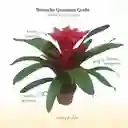 Bromelia Guzmania Grado En Maceta De Cultivo