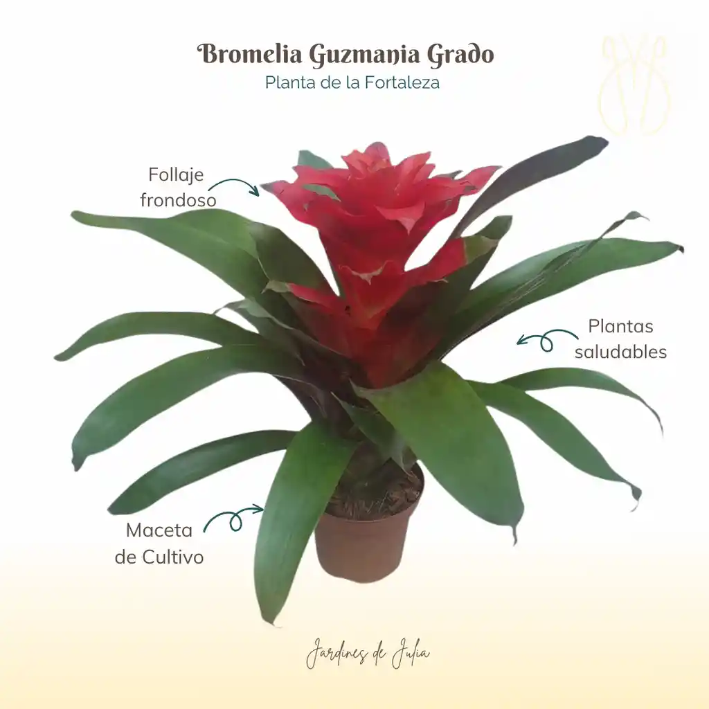 Bromelia Guzmania Grado En Maceta De Cultivo