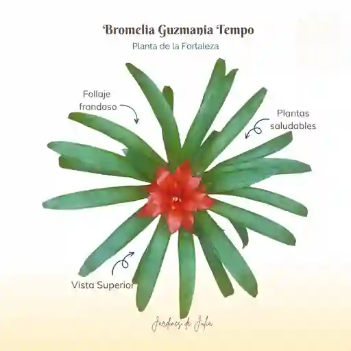 Bromelia Guzmania Tempo En Maceta De Cultivo