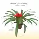 Bromelia Guzmania Tempo En Maceta De Cultivo