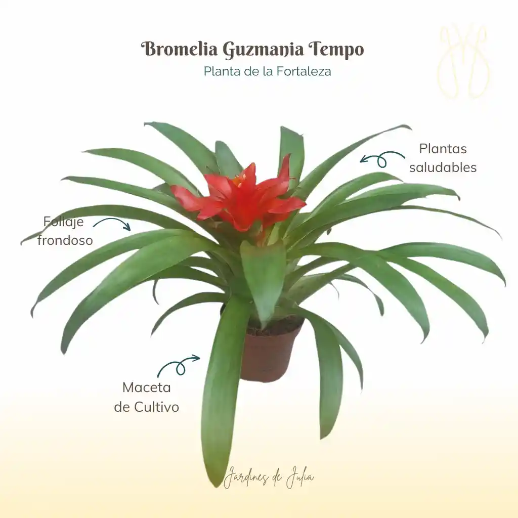 Bromelia Guzmania Tempo En Maceta De Cultivo