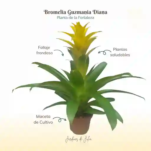 Bromelia Guzmania Diana En Maceta De Cultivo