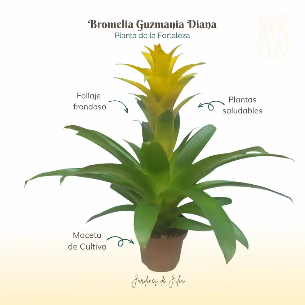 Bromelia Guzmania Diana En Maceta De Cultivo