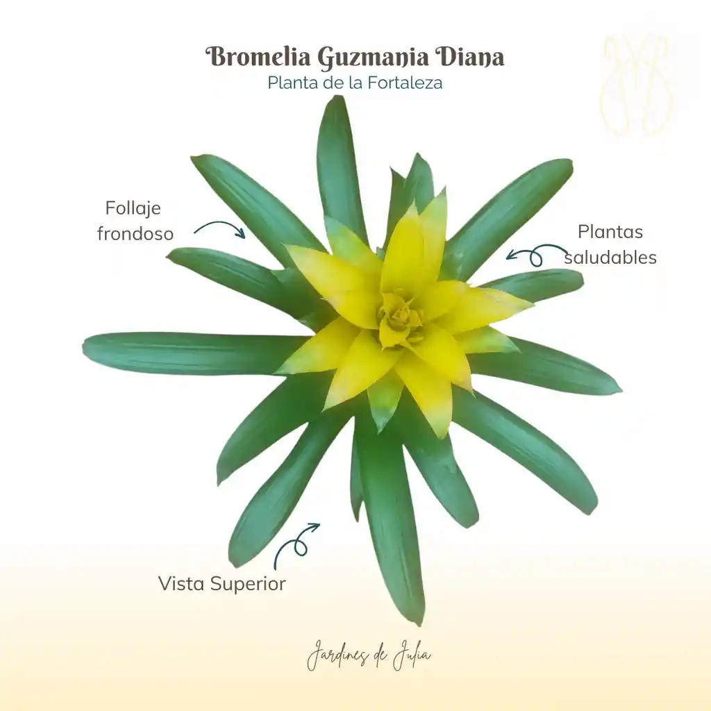 Bromelia Guzmania Diana En Maceta De Cultivo