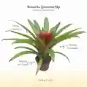 Bromelia Guzmania Sky En Maceta De Cultivo