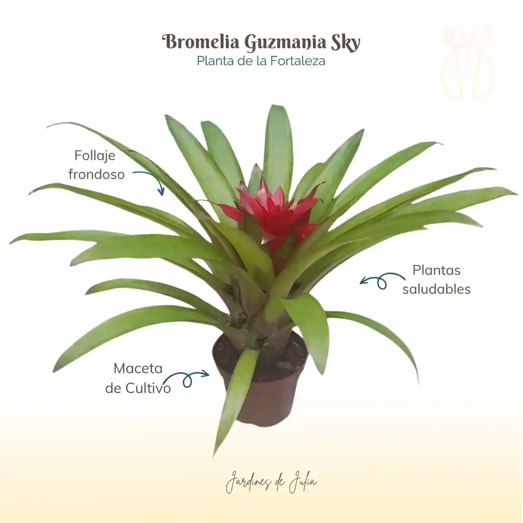 Bromelia Guzmania Sky En Maceta De Cultivo