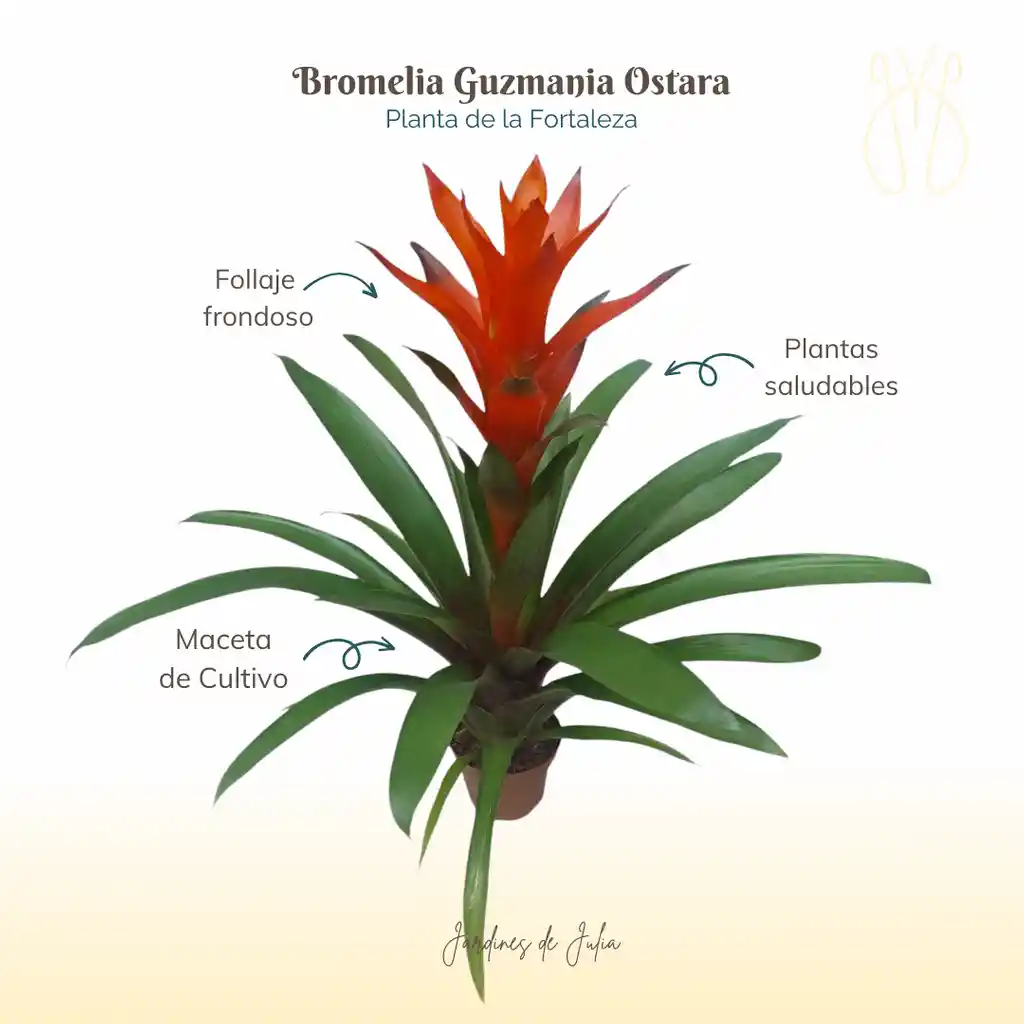 Bromelia Guzmania Ostara En Maceta De Cultivo