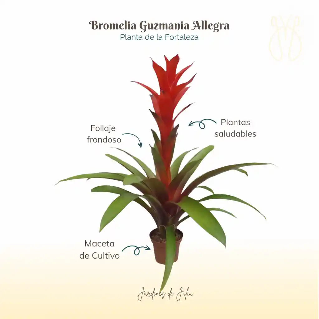 Bromelia Guzmania Allegra En Maceta De Cultivo