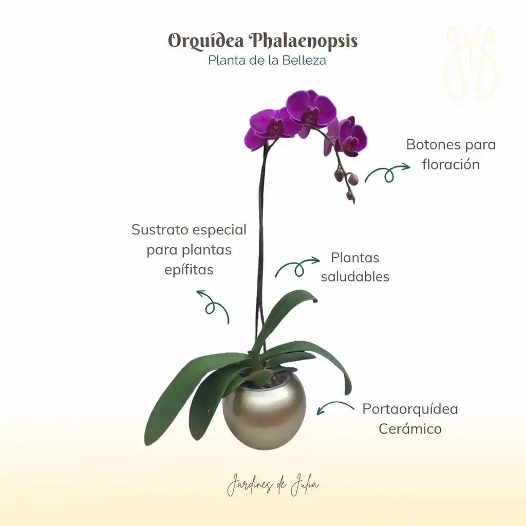 Orquídea Morada De Una Vara En Portaorquídea Cerámico