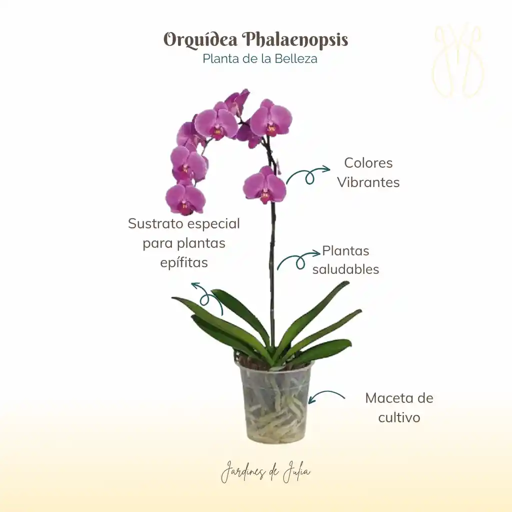 Orquídea Morada De Una Vara En Maceta De Cultivo