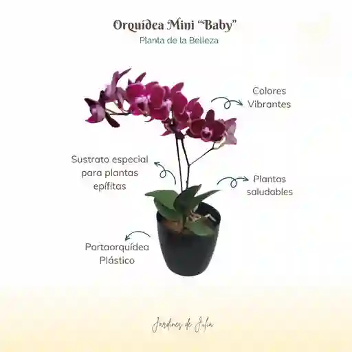 Orquídea Mini Morada Con Portaorquídea Plástico