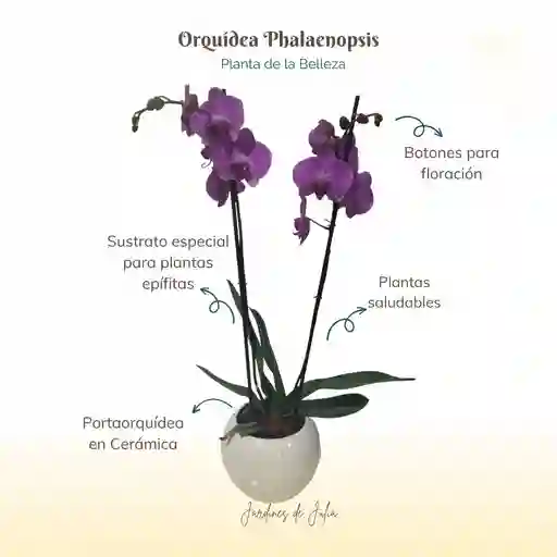 Orquídea Dos Varas Morada Con Portaorquídea Cerámico