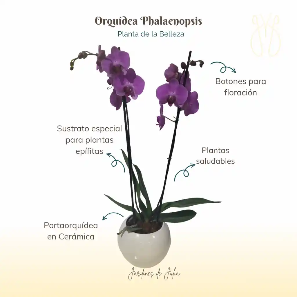 Orquídea Dos Varas Morada Con Portaorquídea Cerámico