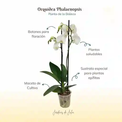 Orquidea 2 Varas Blanca