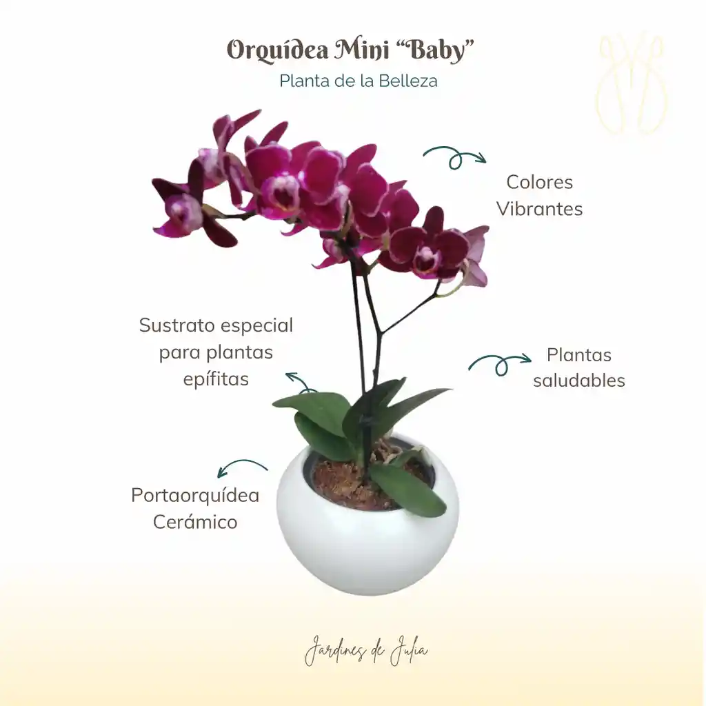 Orquidea Mini Morada Con Portaorquidea Cerámica