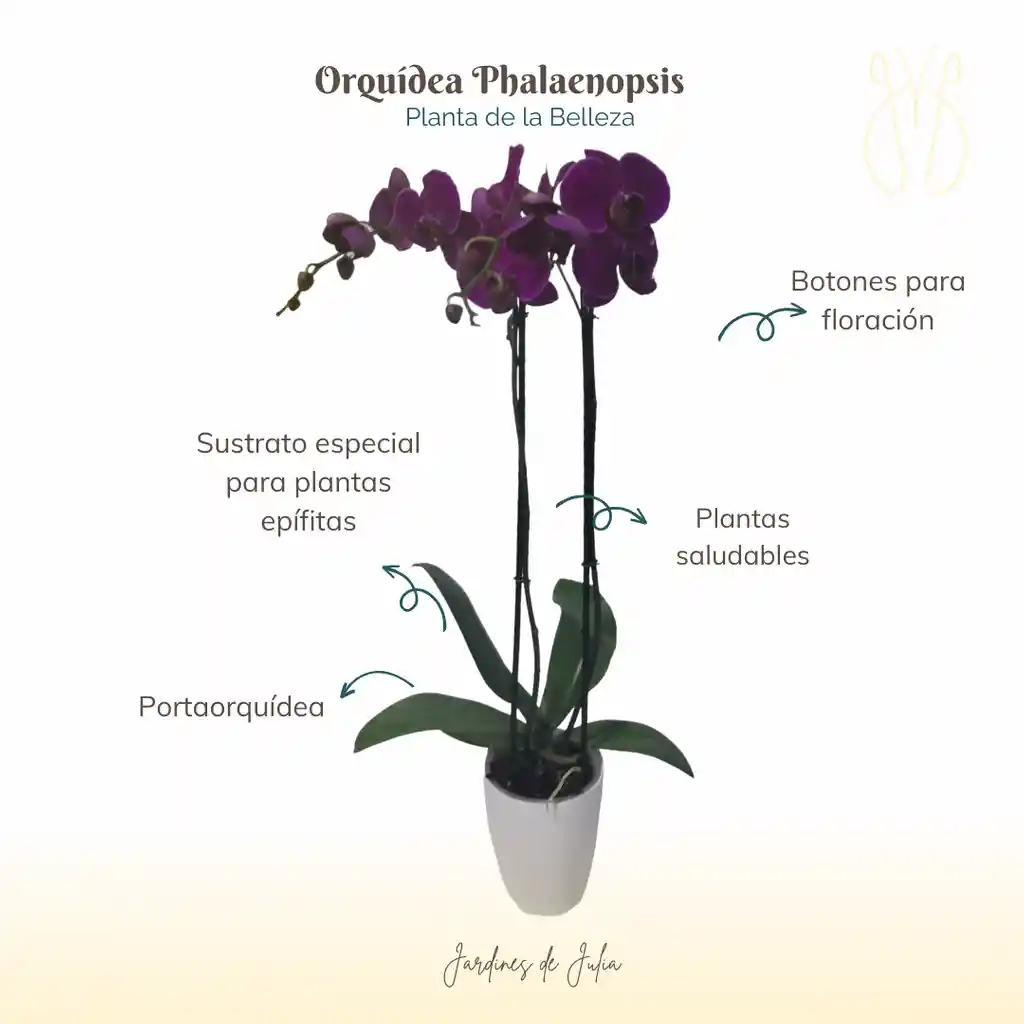 Orquidea 2 Varas Morada Con Portaorquidea Plástico