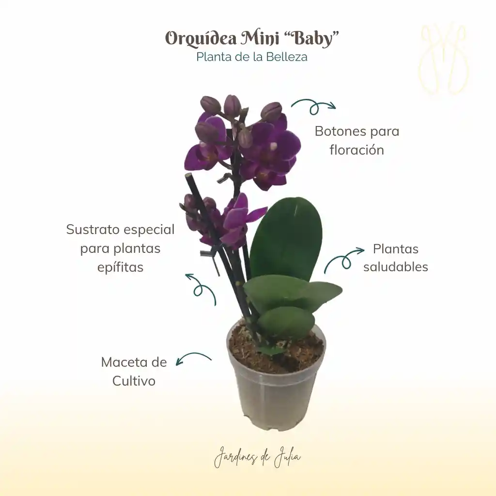 Orquidea Mini Regalo A Domicilio