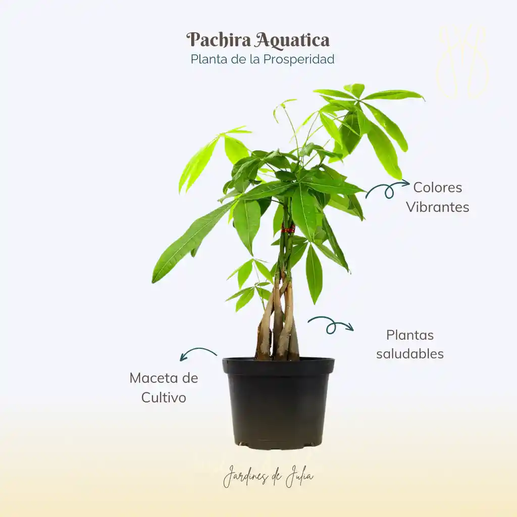 Pachira O Árbol De La Prosperidad En Maceta De Cultivo