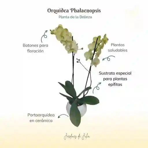 Orquídea Dos Varas Amarilla Con Portaorquídea Cerámico