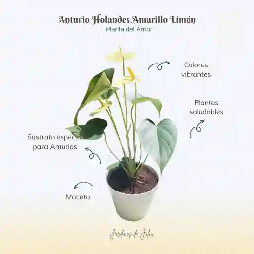 Anturio Amarillo