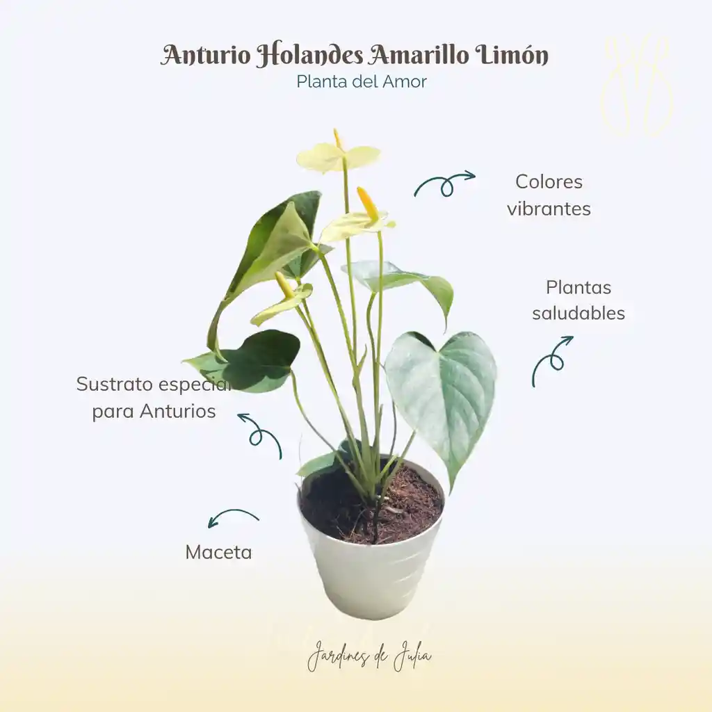 Anturio Amarillo