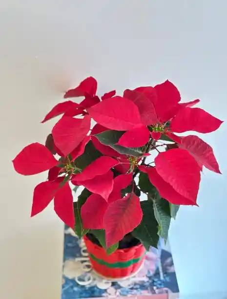 Flor De Navidad Ponsetia O Ponsettia Canasto Navideño Rojo