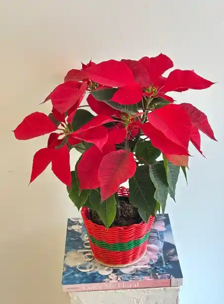 Flor De Navidad Ponsetia O Ponsettia Canasto Navideño Rojo