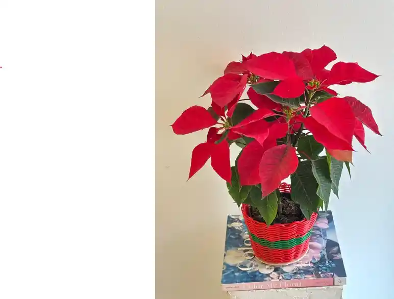 Flor De Navidad Ponsetia O Ponsettia Canasto Navideño Rojo