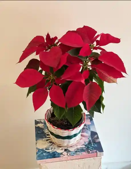 Flor De Navidad Ponsetia O Ponsettia Canasto Navideño Blanco