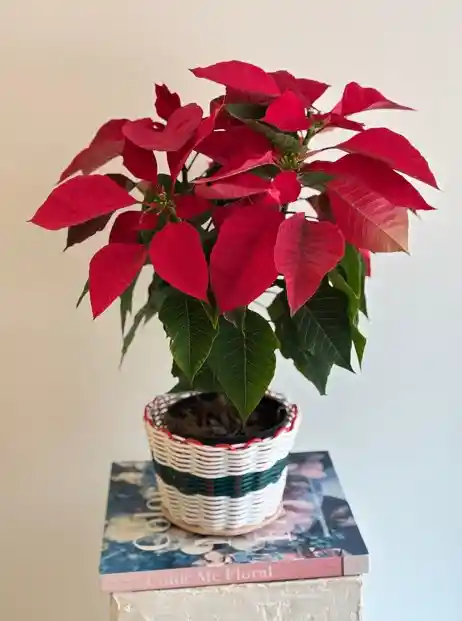 Flor De Navidad Ponsetia O Ponsettia Canasto Navideño Blanco