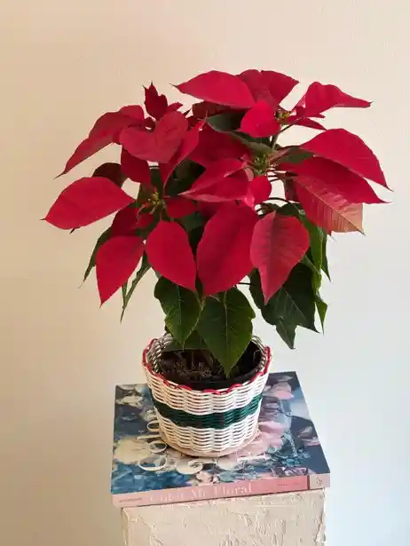 Flor De Navidad Ponsetia O Ponsettia Canasto Navideño Blanco