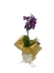 Orquídea Mini Morada