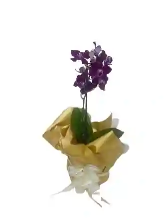 Orquídea Mini Morada