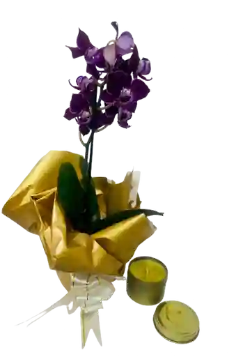 Orquídea Mini Morada Con Vela Dorada