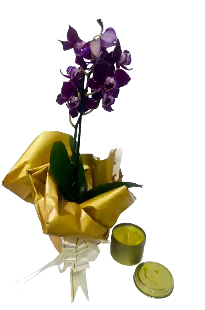 Orquídea Mini Morada Con Vela Dorada