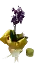 Orquídea Mini Morada Con Vela Dorada