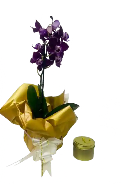 Orquídea Mini Morada Con Vela Dorada