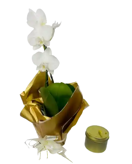 Orquídea Mini Blanca Con Vela