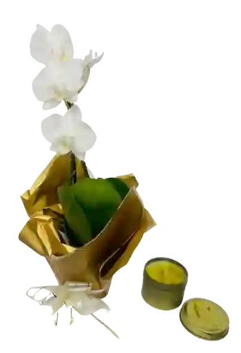 Orquídea Mini Blanca Con Vela