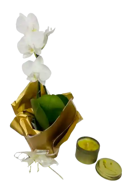 Orquídea Mini Blanca Con Vela