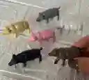 Animales Maqueta / Pesebre Cerdo X6 Unidades Surtido