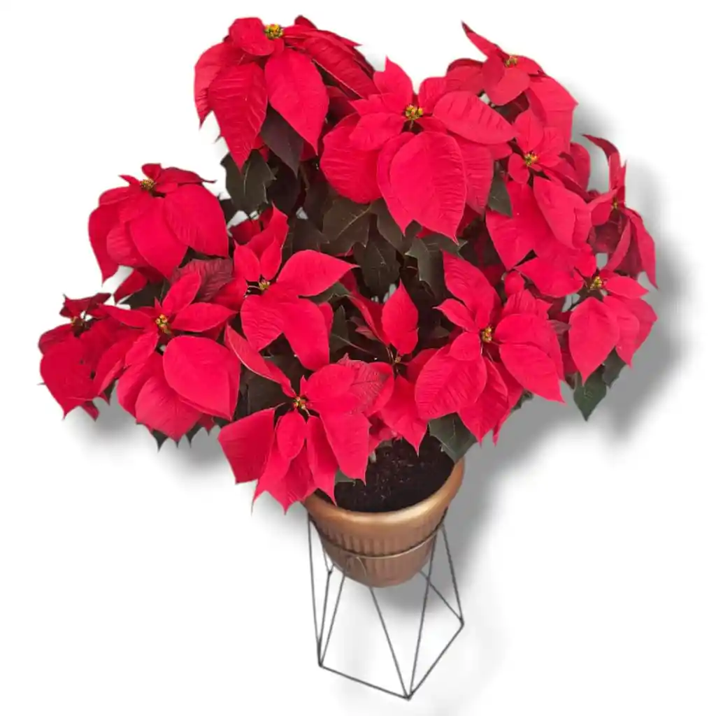 Arbol De Poinsetia Flor De La Navidad Con Base Metalica